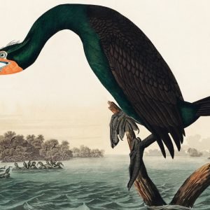 Florida Cormorant Bird Print John James Audubon