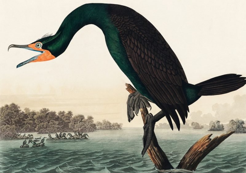 Florida Cormorant Bird Print John James Audubon