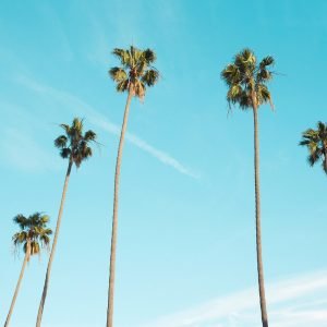 Framed Palm Trees