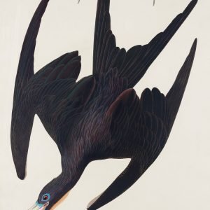 Frigate Pelican Print John James Audubon