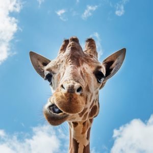 Giraffe Poster Print Close Up