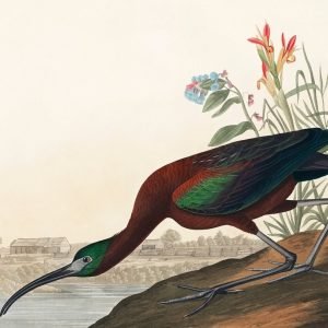 Glossy Ibis Print John James Audubon