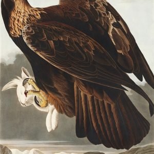 Golden Eagle Print John James Audubon