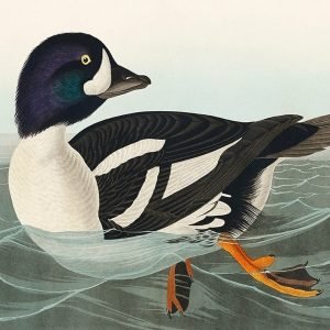 Golden Eye Duck Print John James Audubon