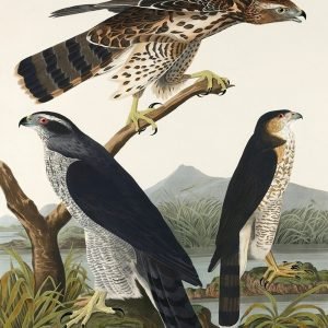 Goshawk and Stanley Hawk Print Audubon