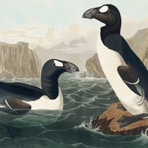 Great Auk Print John James Audubon