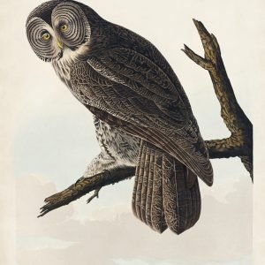 Great Cinereous Owl Print Audubon