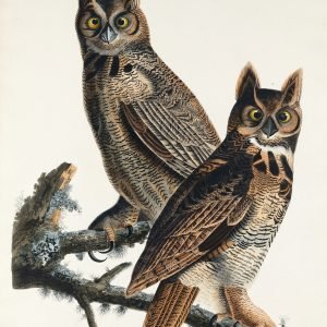 Great Horned Owl Print Audubon