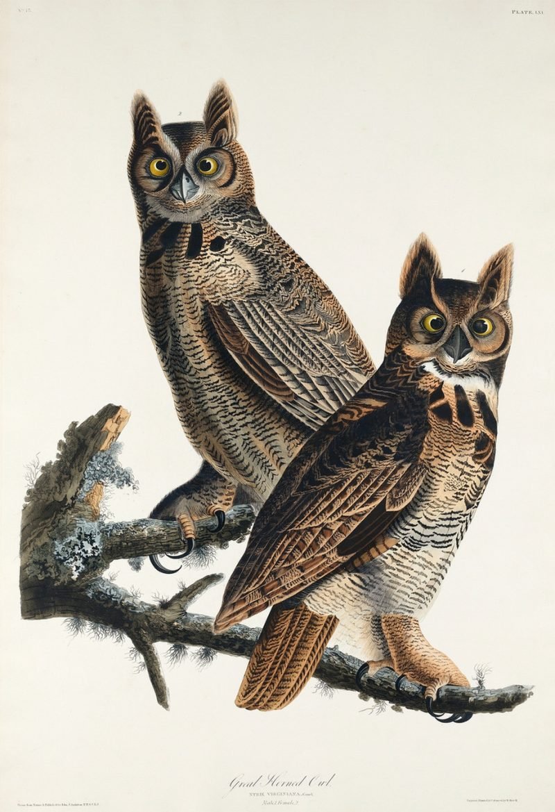 Great Horned Owl Print Audubon