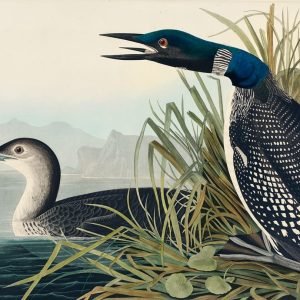 Great Northern Loon Print John James Audubon