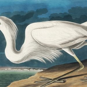 Great White Heron Print John James Audubon