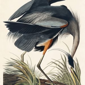Great blue Heron Print by John James Audubon