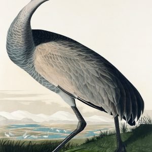 Hooping Crane Bird Print Audubon