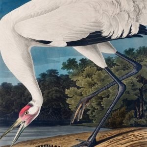 Hooping Crane Bird Print Audubon