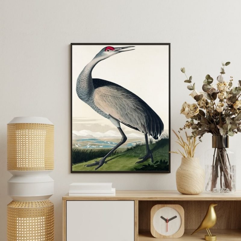Hooping Crane Bird Print Audubon Canvas