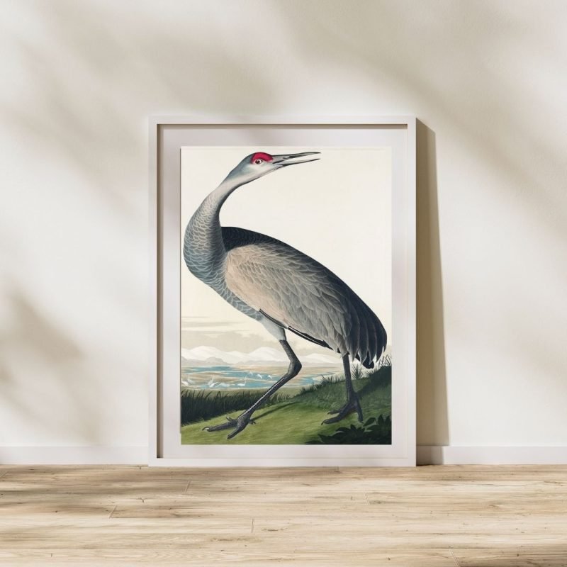 Hooping Crane Bird Print Audubon Poster