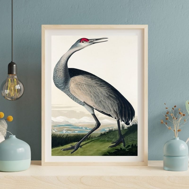 Hooping Crane Bird Print Audubon Wall Art