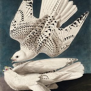 Iceland Jer Falcon Print Audubon