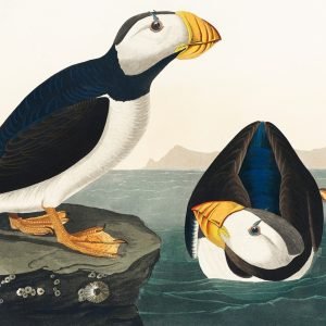 Large Billed Puffin Print John James Audubon