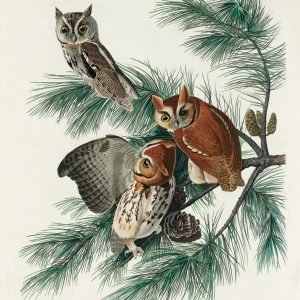 Little Screech Owl Print Audubon
