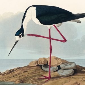 Long Lgged Avocet Print John James Audubon
