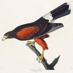 Louisiana Hawk Print John James Audubon