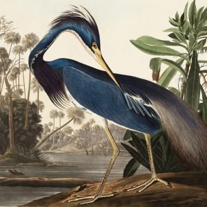 Louisiana Heron Print John James Audubon