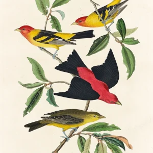 Louisiana & Scarlet Tanager Bird Print Audubon