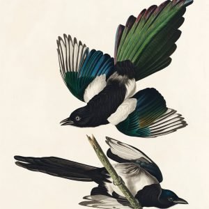 Magpie Print by Audubon
