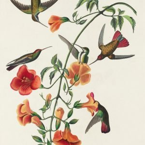 Mango Hummingbird Print John James Audubon
