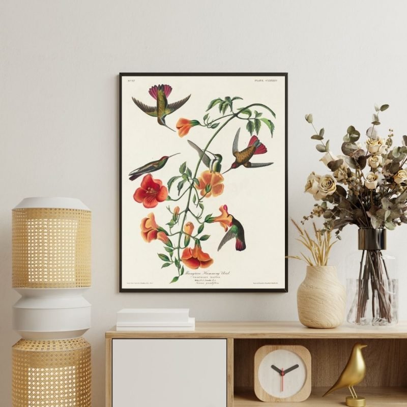 Mango Hummingbird Print John James Audubon Canvas