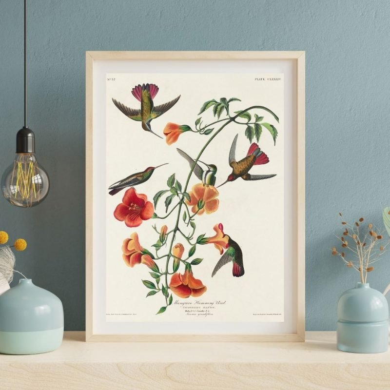 Mango Hummingbird Print John James Audubon Wall Art