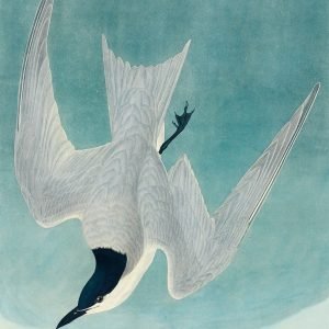 Marsh Tern Bird Print John James Audubon