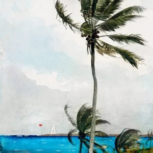 Palm Tree in Nassau by Winslow Homer