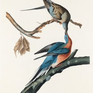 Passenger Pigeon Print John James Audubon