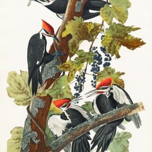 Pileated Woodpecker by John James Audubon