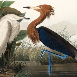 Purple Heron Print John James Audubon