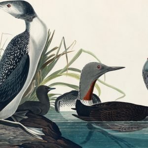 Red-Throated Diver Bird Print John James Audubon