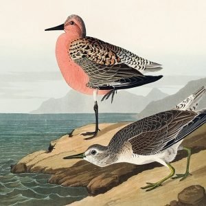 Red-breasted Sandpiper Print John James Audubon