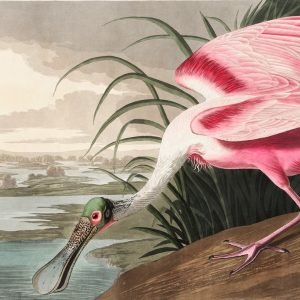 Roseate Spoonbill Print John James Audubon
