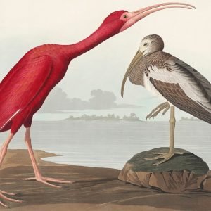 Scarlet Ibis Print John James Audubon