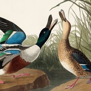 Shoveller Duck Print John James Audubon