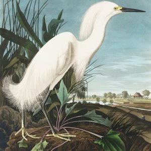 Snowy Heron White Egret Print Audubon