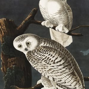 Snowy Owl Print John James Audubon