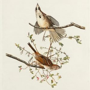 Song Sparrow Bird Print Audubon