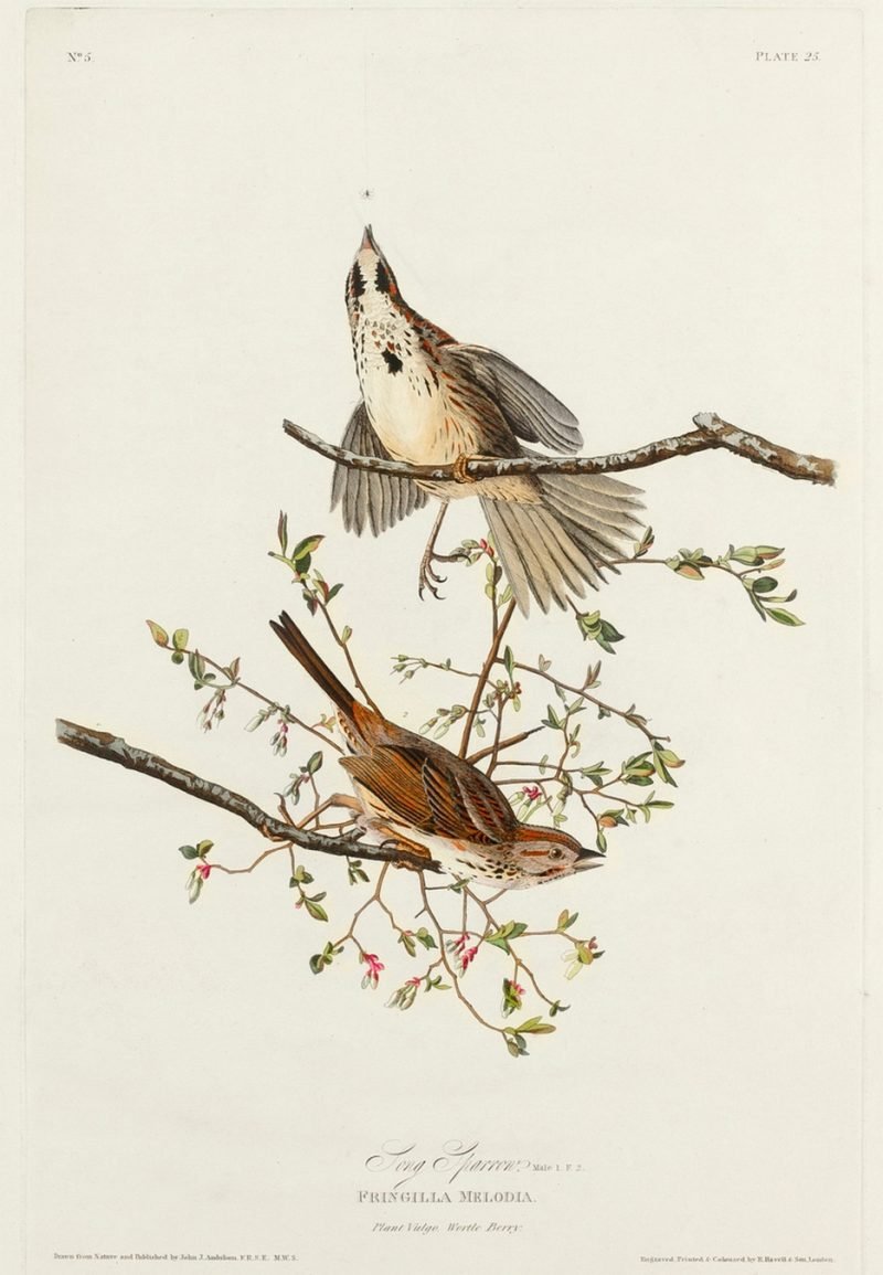 Song Sparrow Bird Print Audubon