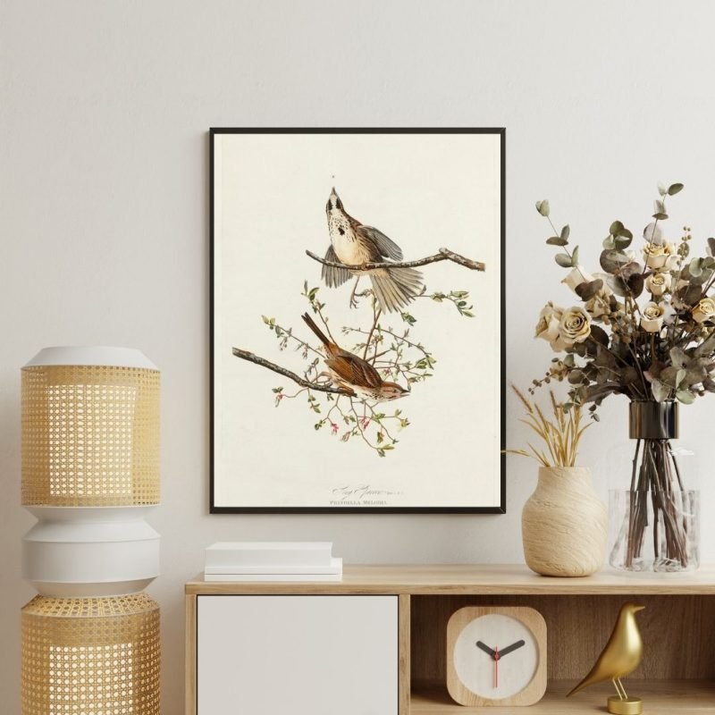 Song Sparrow Bird Print Audubon Canvas