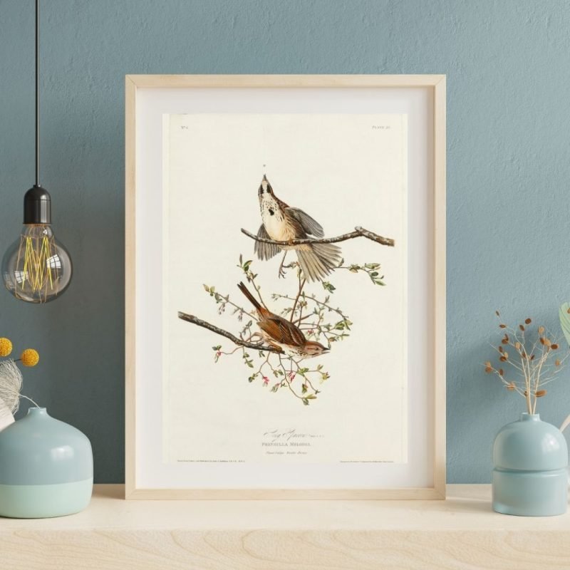 Song Sparrow Bird Print Audubon Wall Art