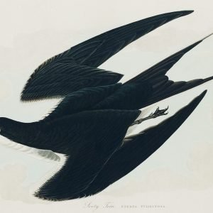 Sooty Tern Print John James Audubon