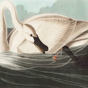 Trumpeter Swan Print John James Audubon